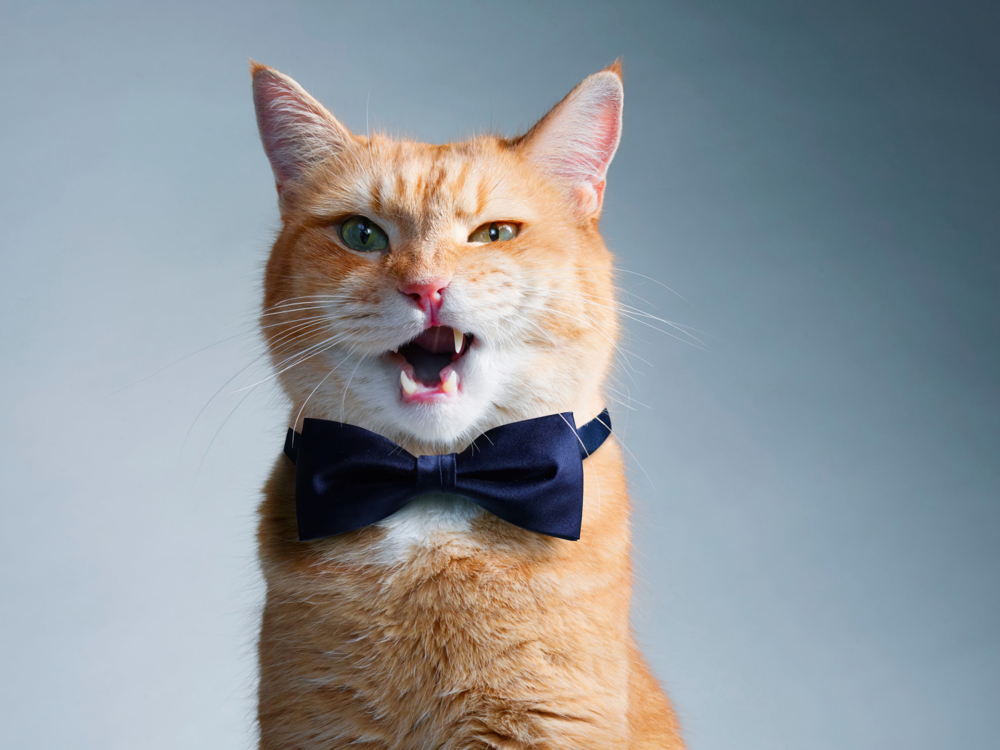 Кот джентльмен с бабочкой на шее