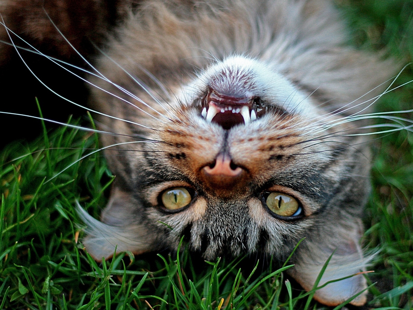 Серый довольный кот лежит на зеленой траве