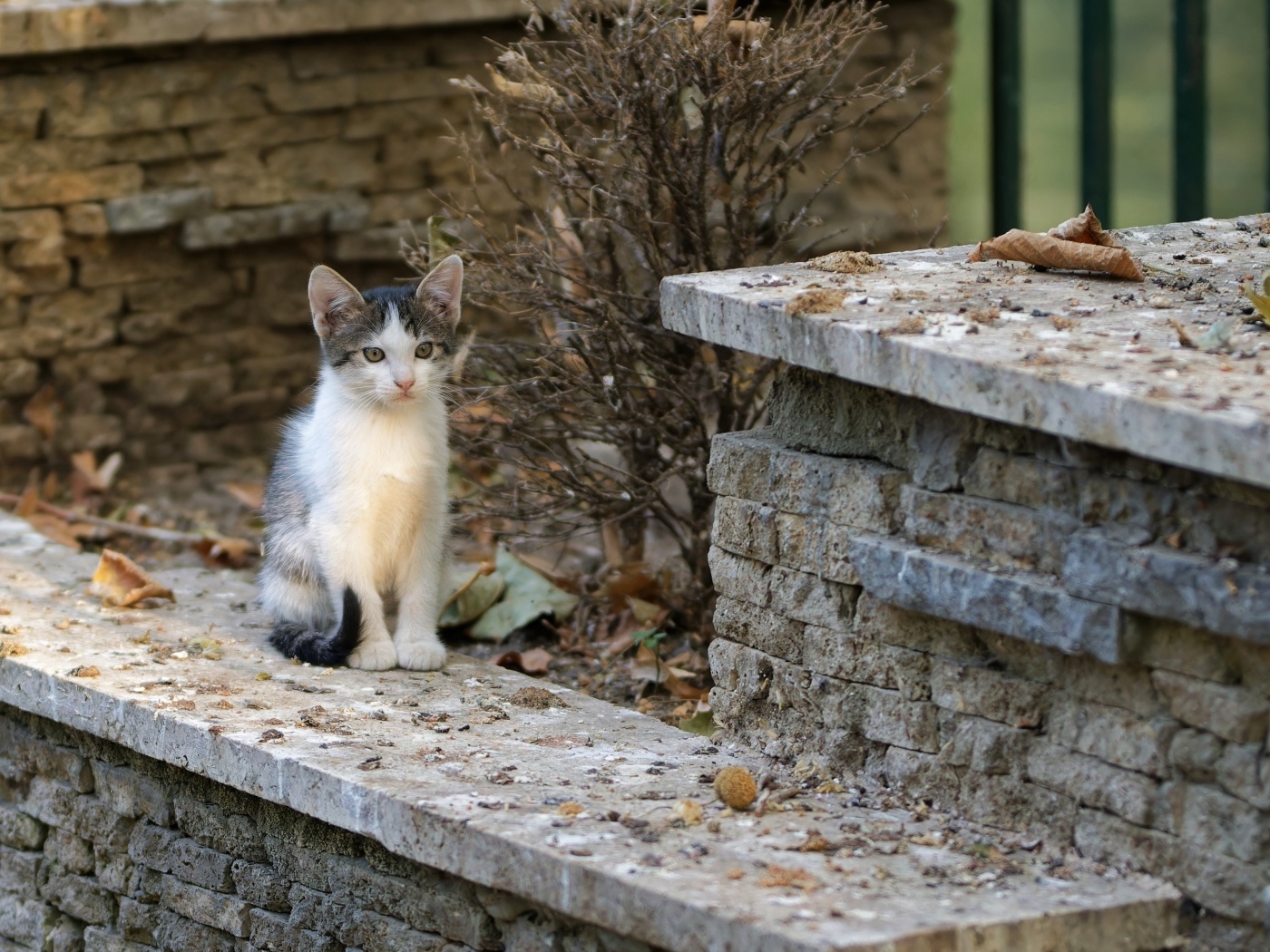 Маленький котенок на улице у дома