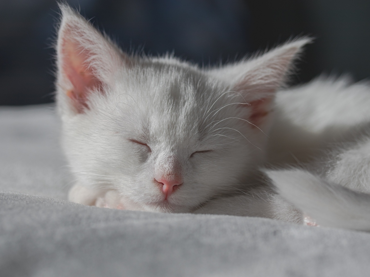 Маленький белый котенок спит на кровати