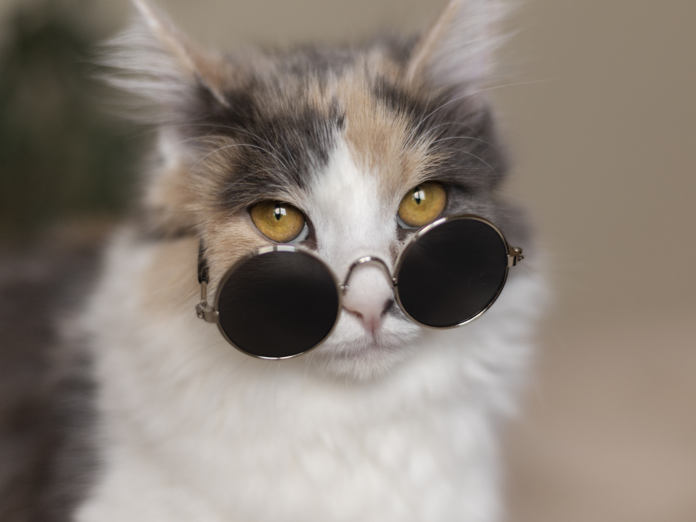 Разноцветная кошка в черных очках 