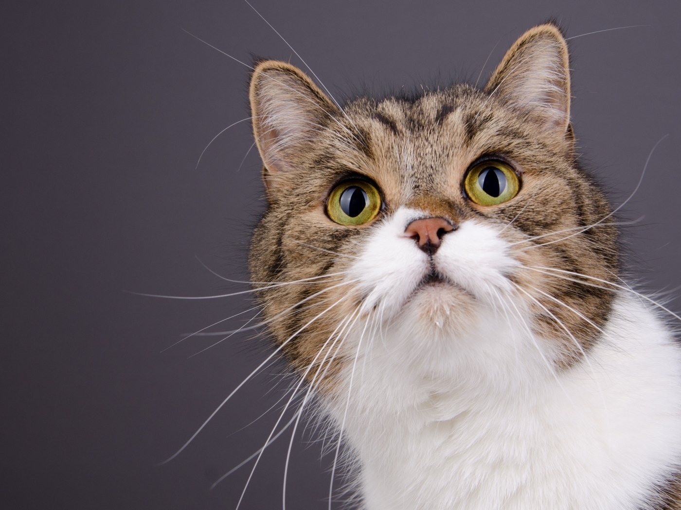 Морда зеленоглазой кошки на сером фоне