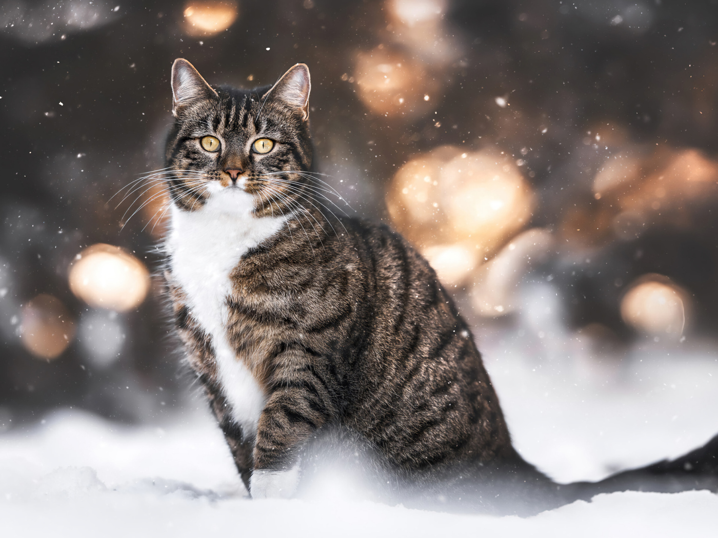 Полосатый кот сидит на холодном снегу