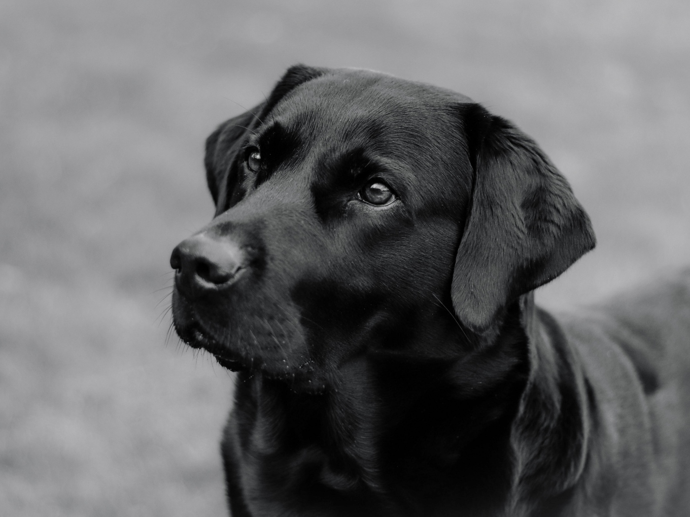 Большой черный лабрадор с умным взглядом