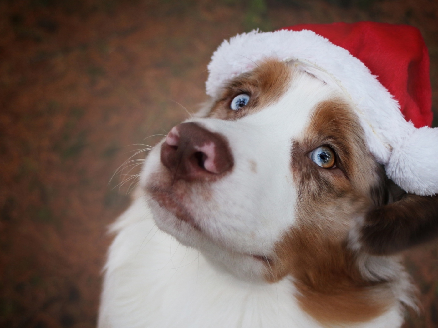 Голубоглазая австралийская овчарка в новогодней шапке