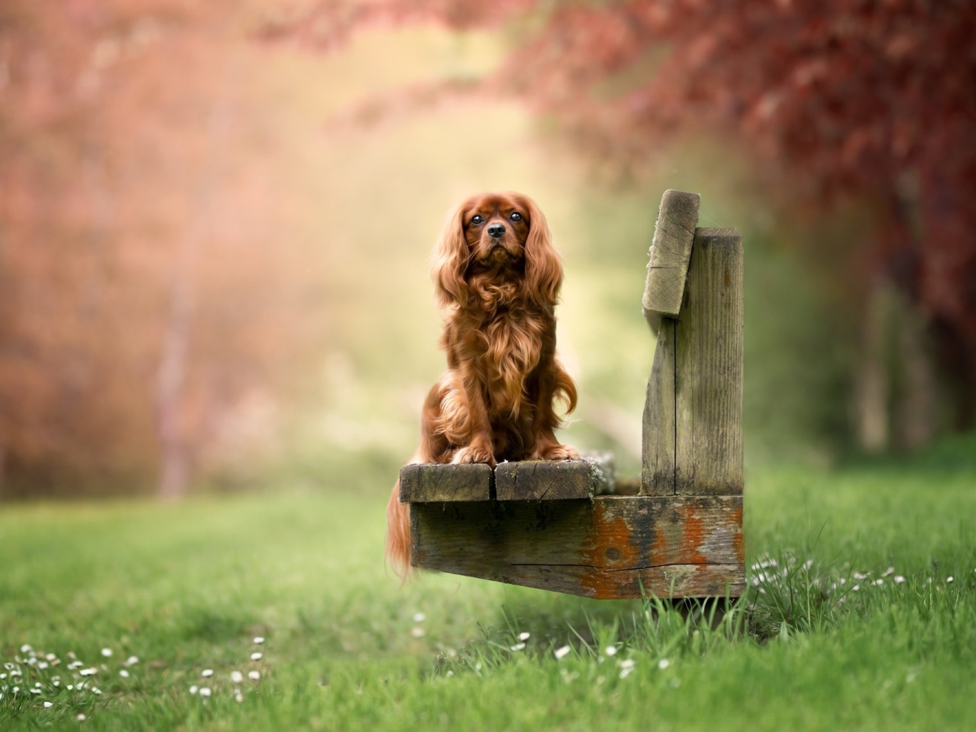 Коричневый кинг чарльз спаниель сидит на лавке