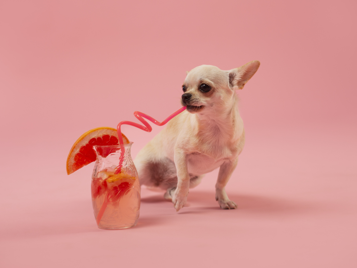 Собака чихуахуа пьет коктейль на розовом фоне