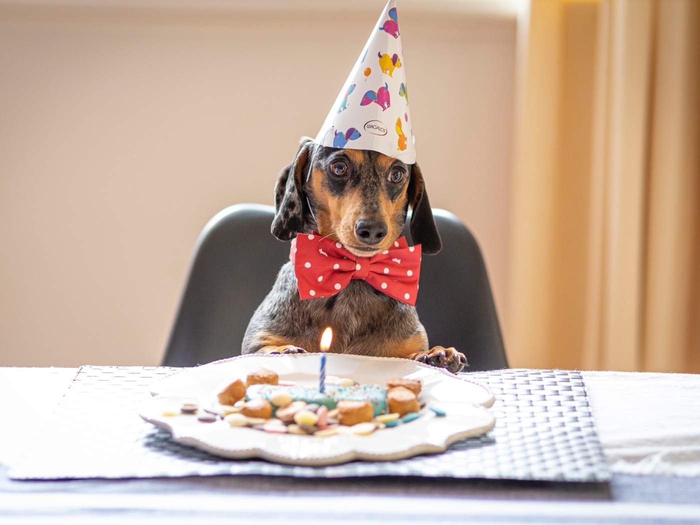 Такса отмечает день рождения