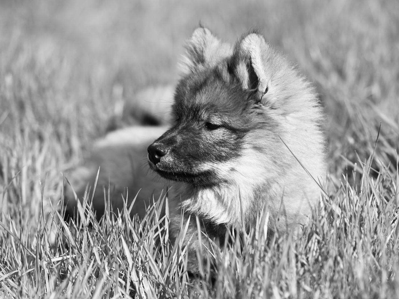 Щенок евразийской овчарки лежит в траве