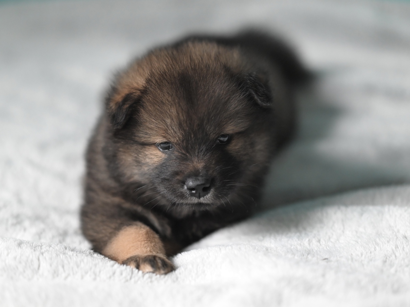 Щенок евразиер лежит на белой кровати