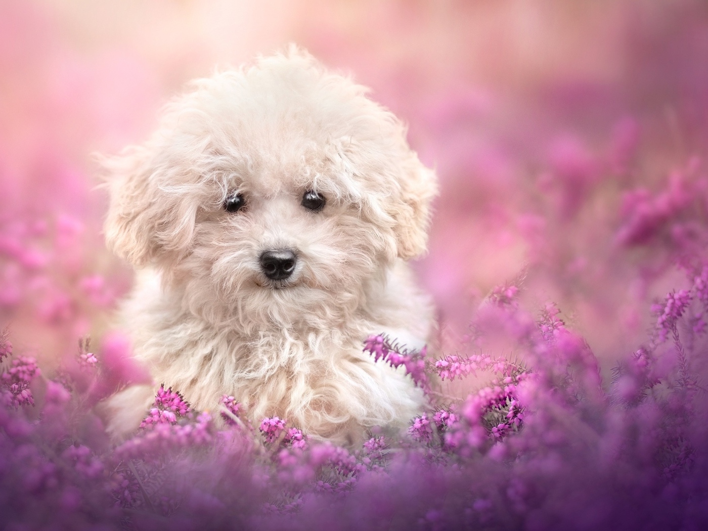 Пушистый белый пес в розовых цветах