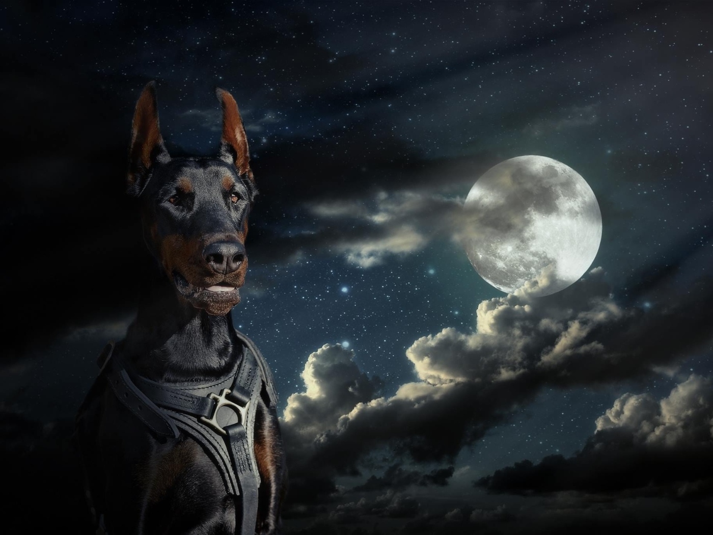 Большой доберман на фоне луны 