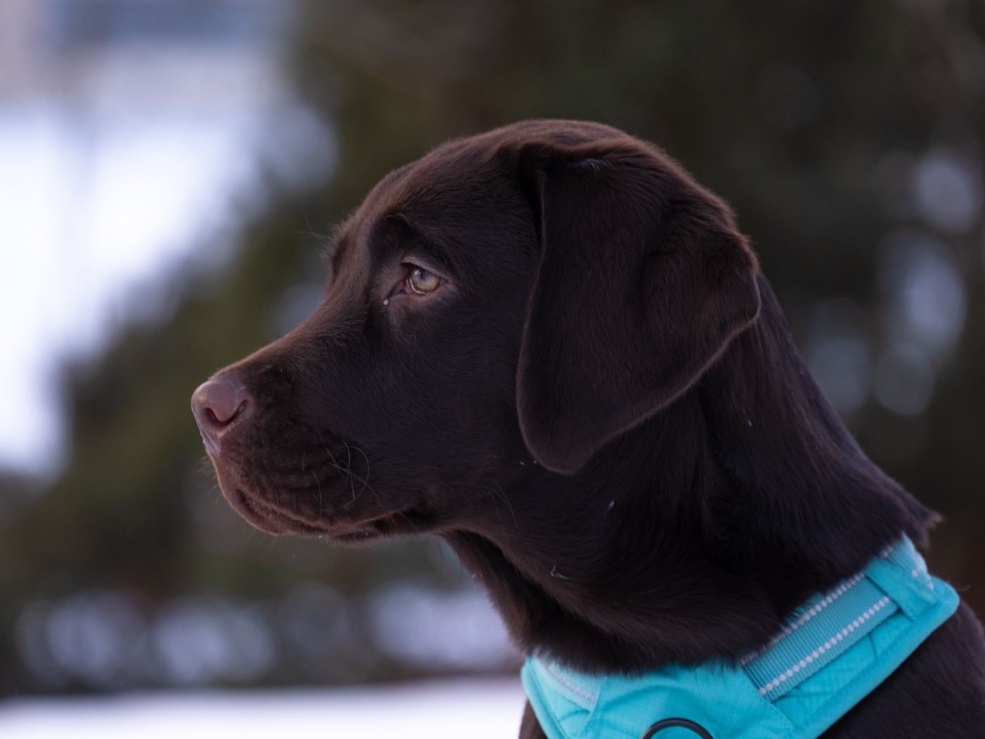 Большой коричневый лабрадор в голубом ошейнике