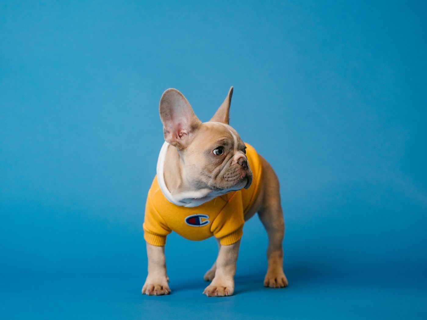 Маленький французский бульдог на голубом фоне