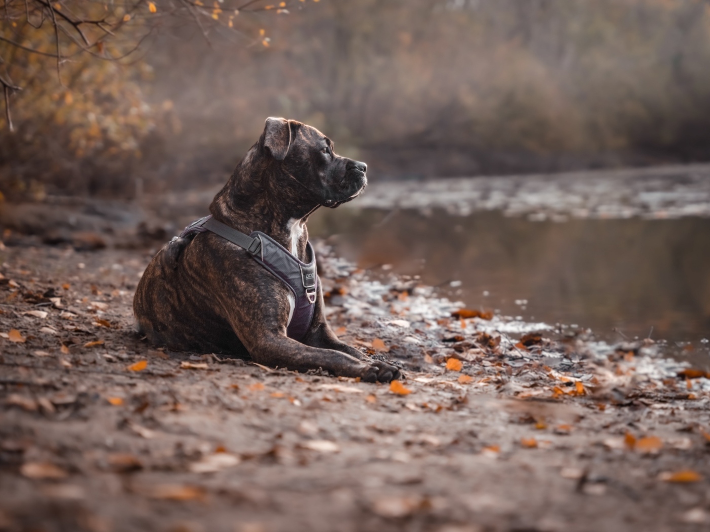 Питбуль лежит на берегу озера осенью