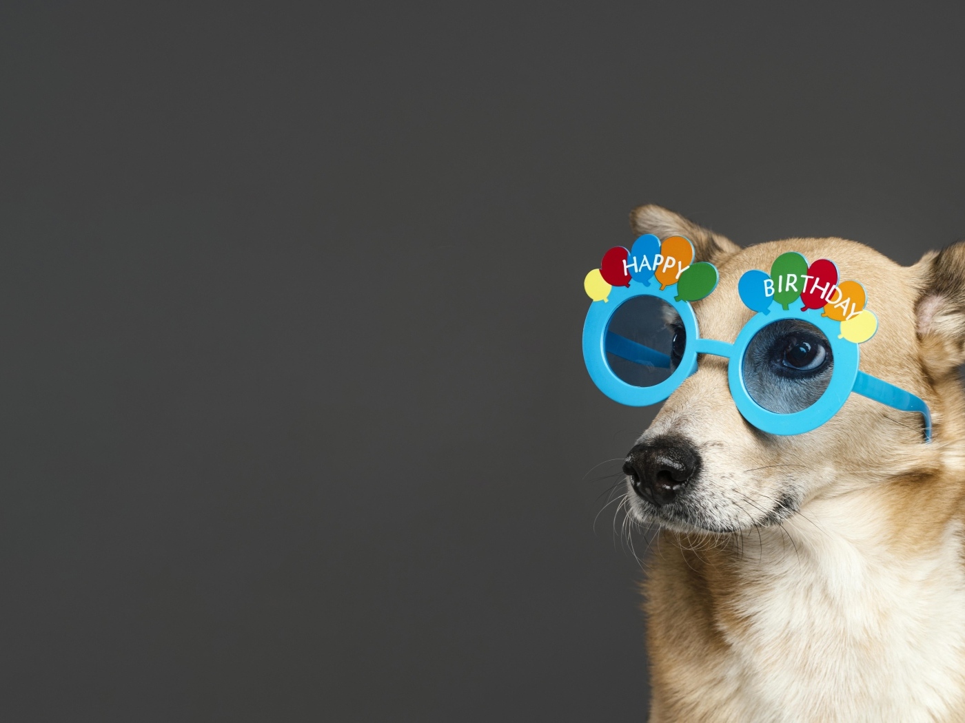Рыжая собака в голубых очках на сером фоне