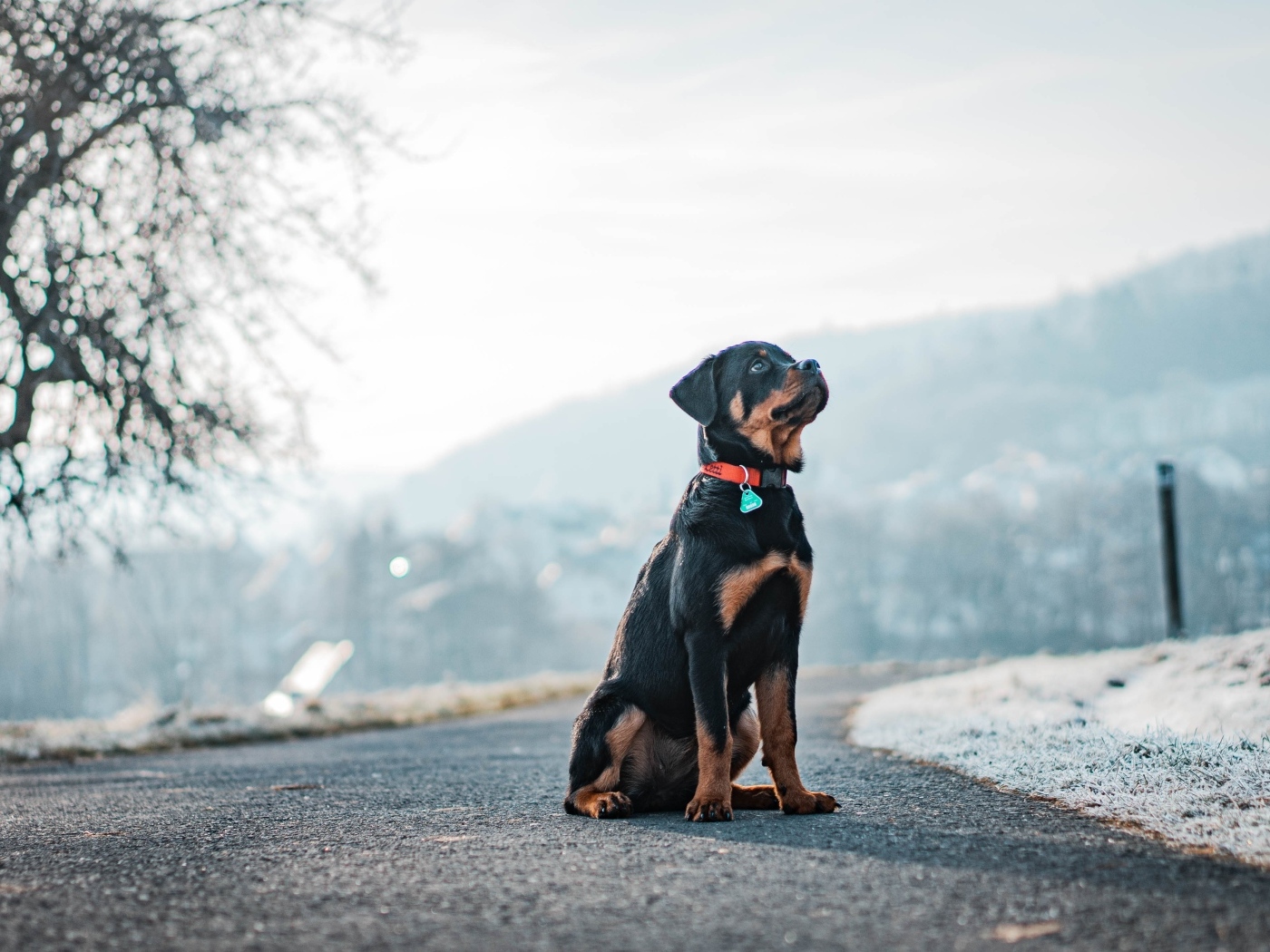 Ротвейлер сидит на дороге зимой
