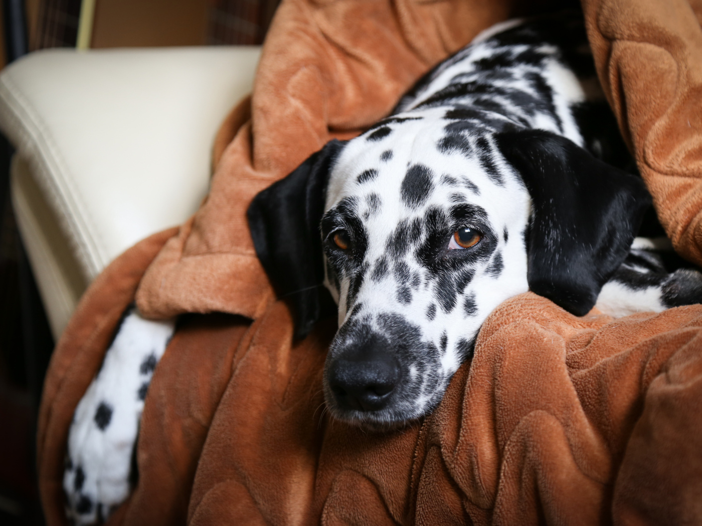 Грустный далматин лежит в кресле