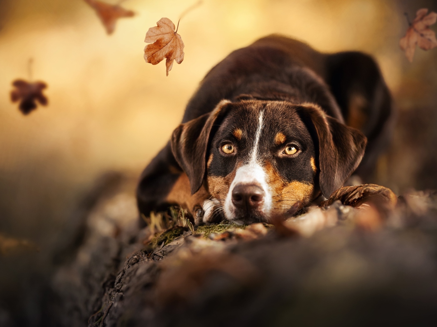 Грустная собака лежит на земле в парке