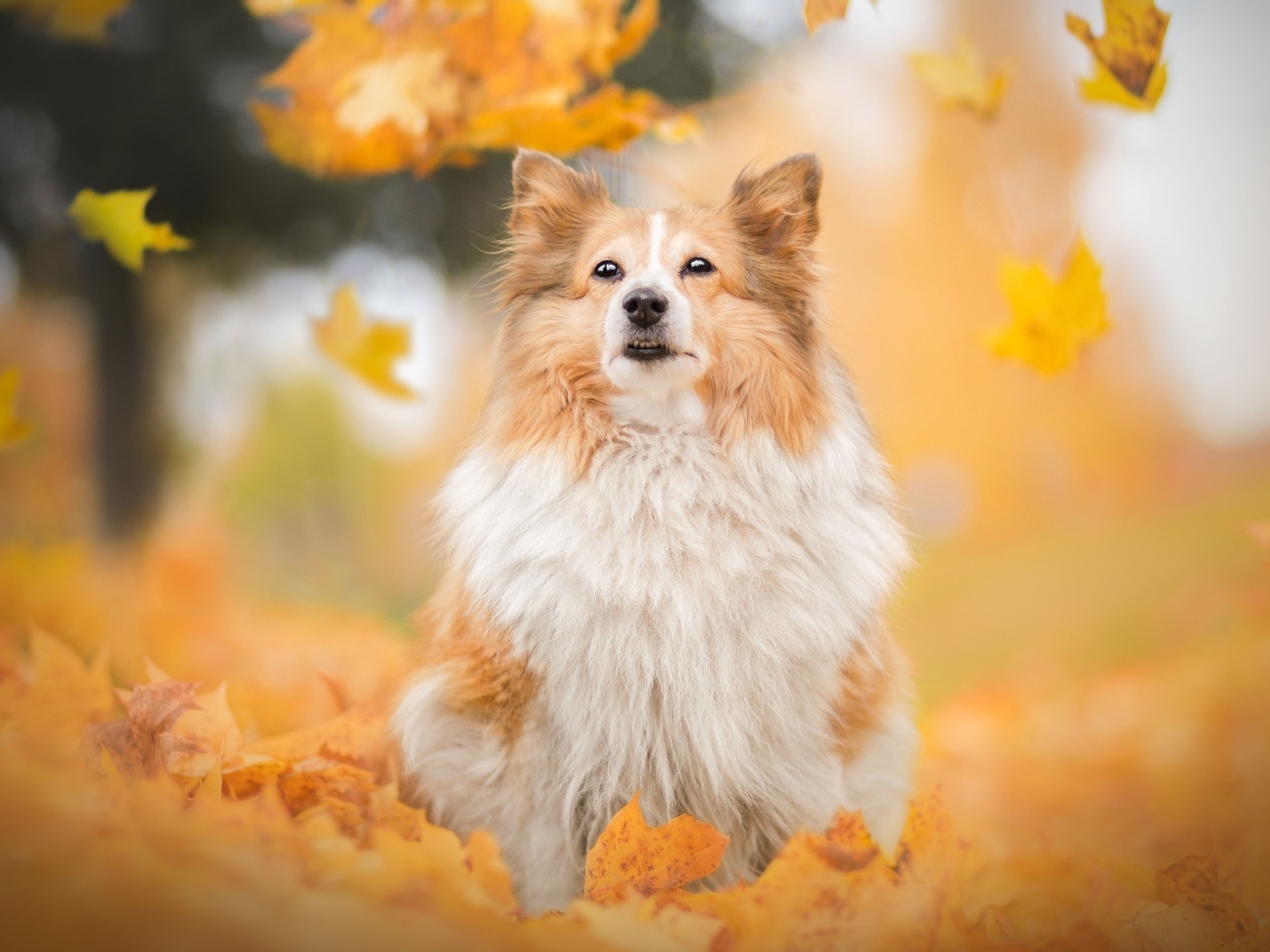 Шотландская овчарка сидит в осенних листьях