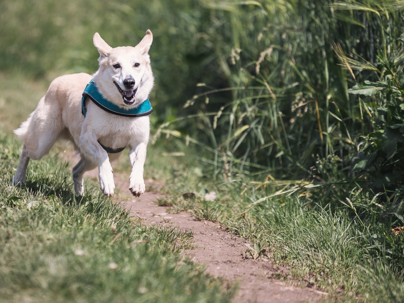 Белая собака бежит по тропинке