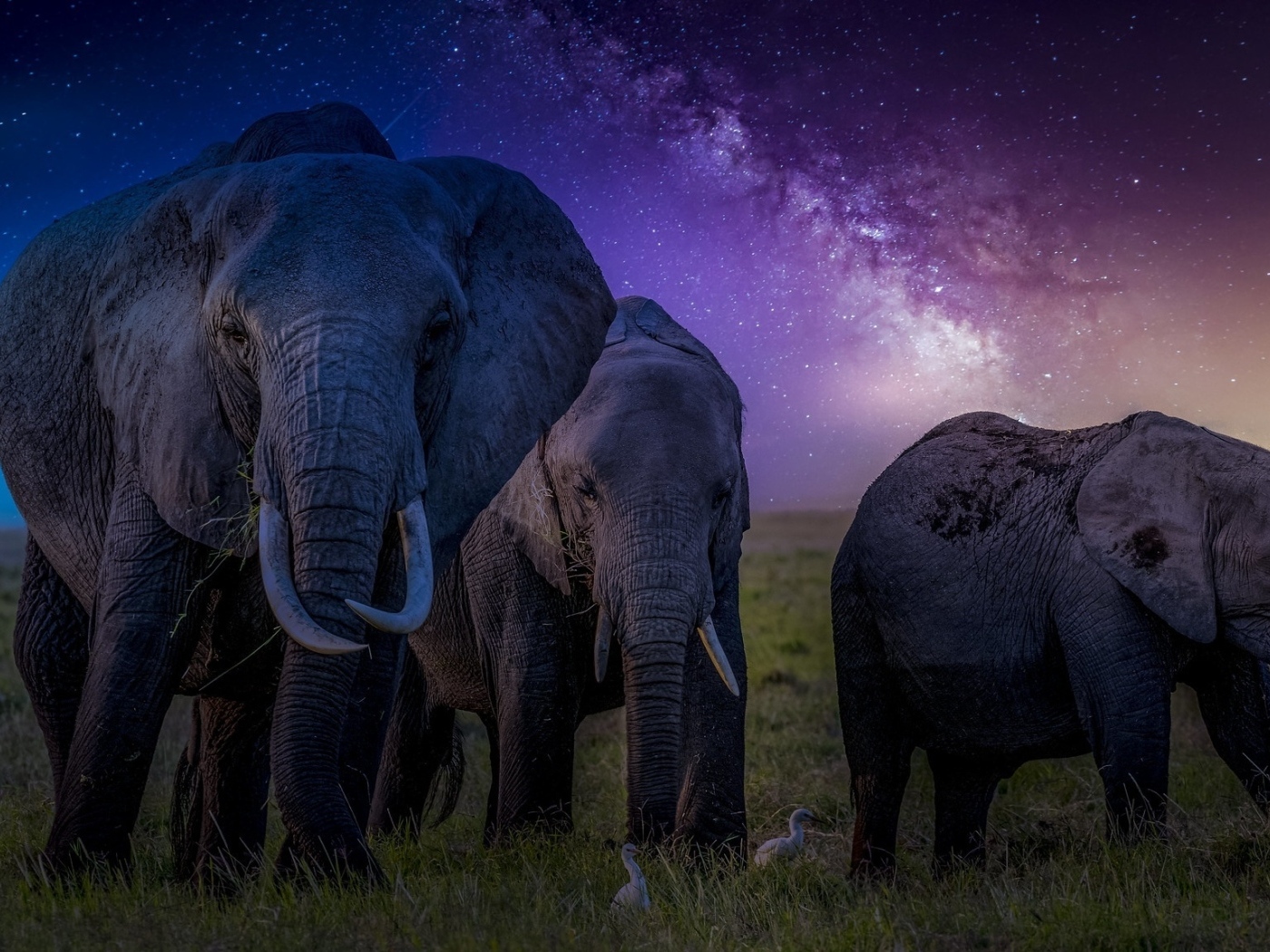 Стадо слонов на фоне звездного неба