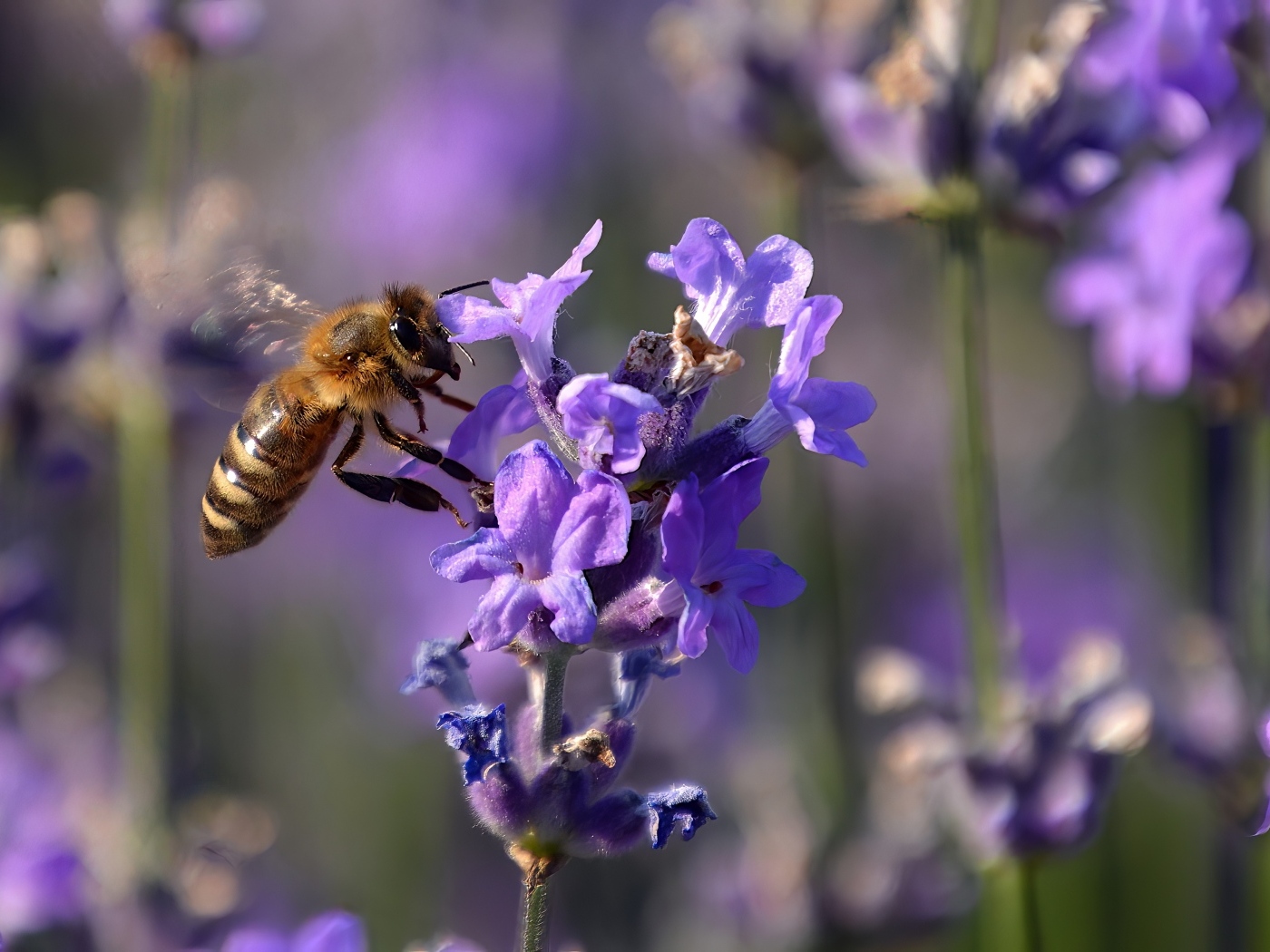 Пчела кружит у цветка лаванды