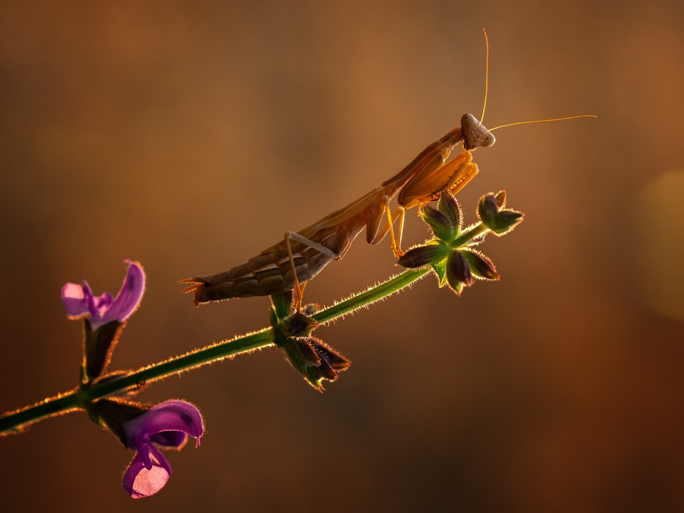 Большой богомол сидит на растении в лучах солнца