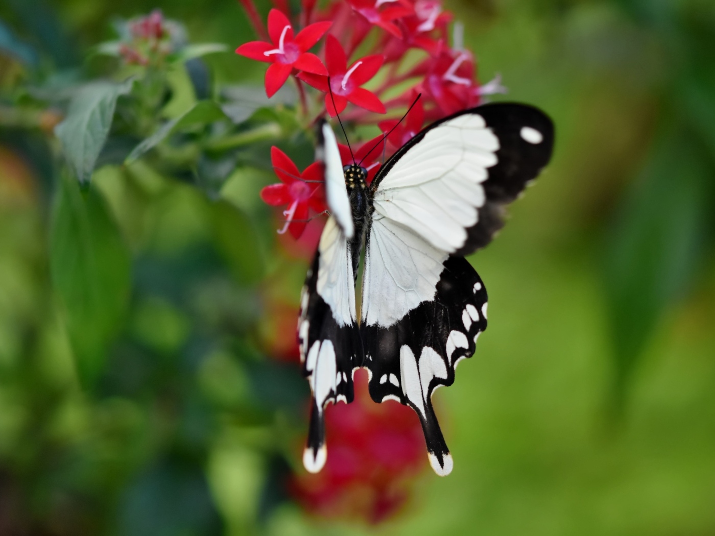 Красивая бабочка сидит на красном цветке