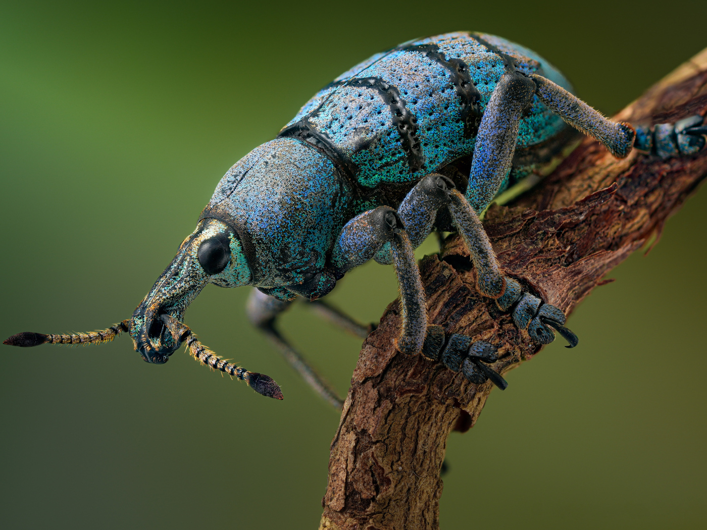 Красивый жук долгоносик на ветке