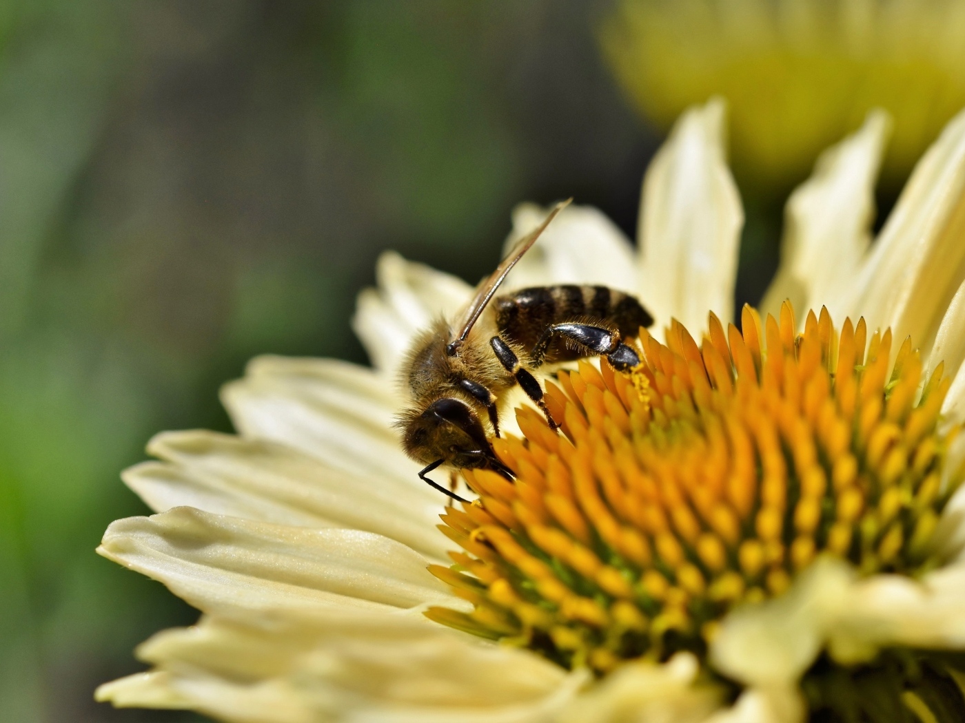Пчела сидит на белом цветке