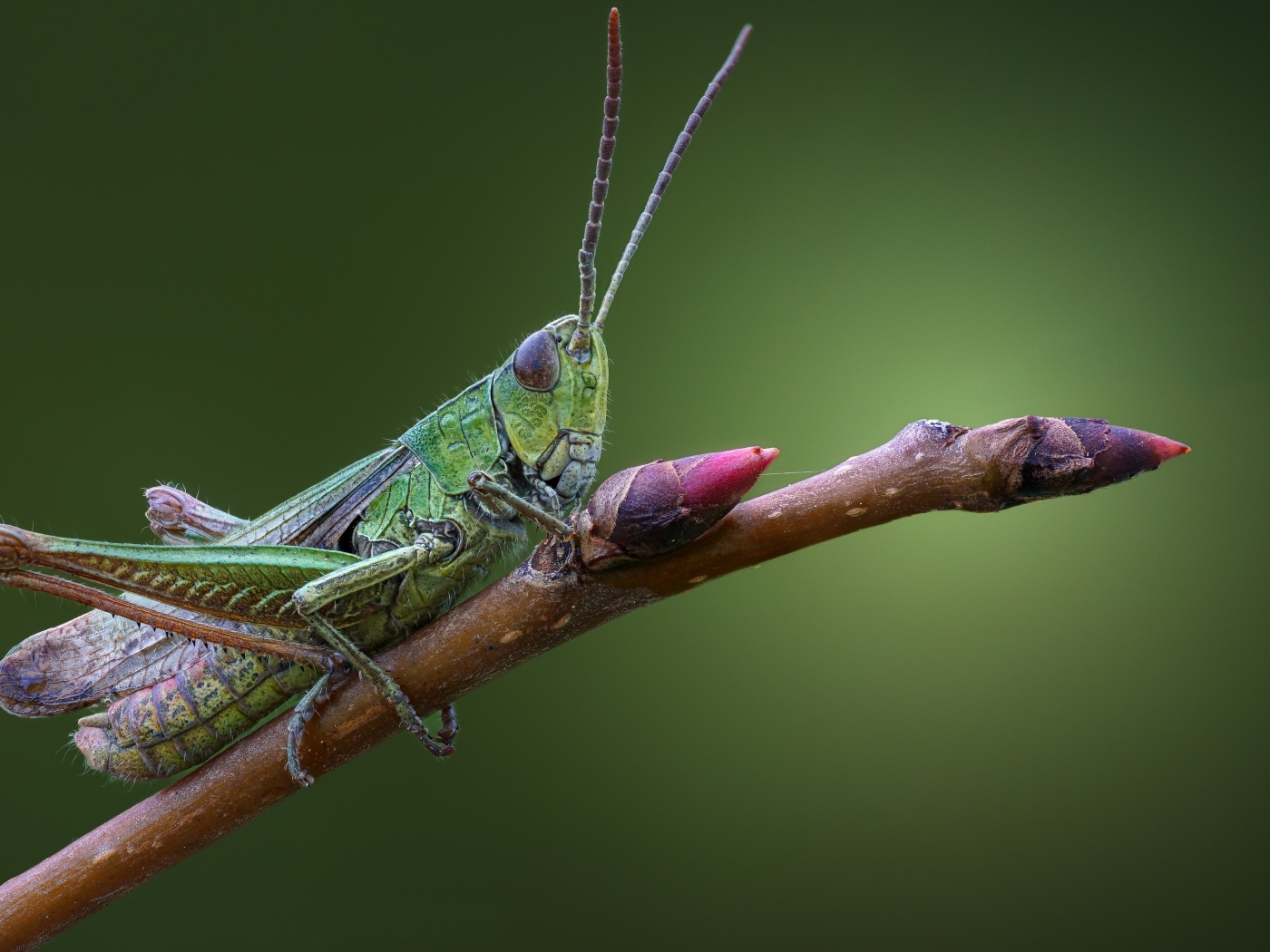 Большой зеленый кузнечик сидит на ветке 