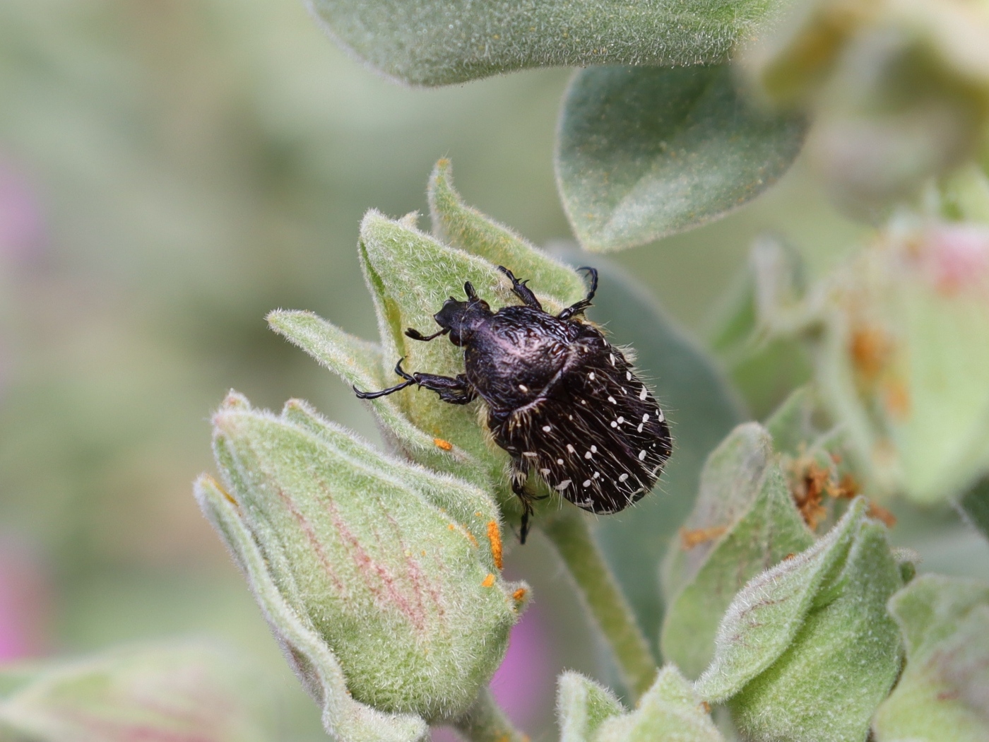 Черный жук сидит на зеленом растении