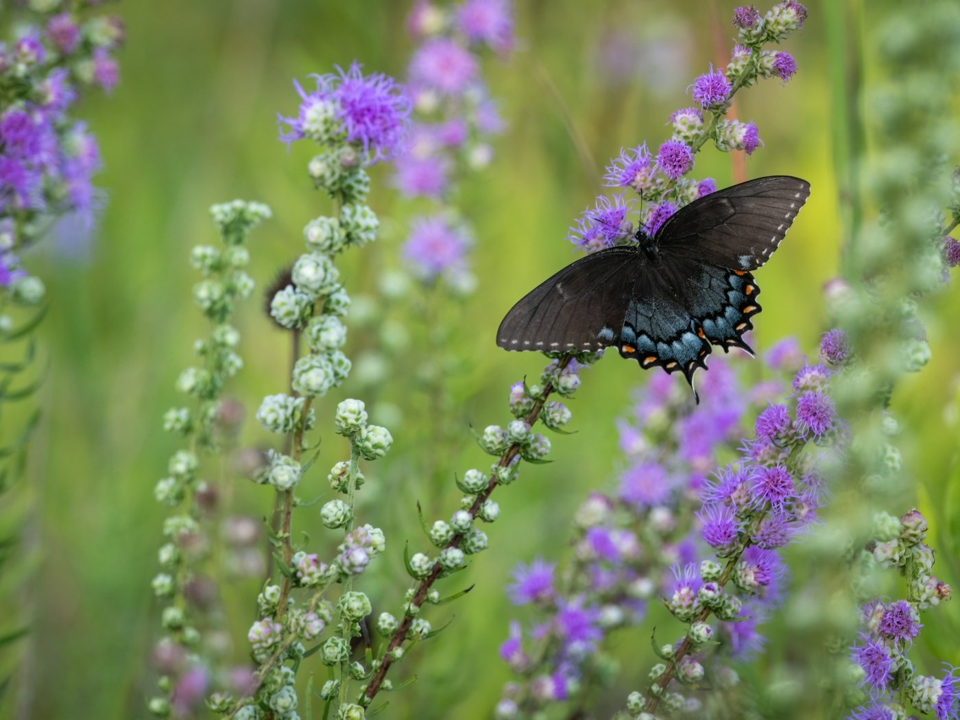 Черная бабочка сидит на фиолетовом цветке