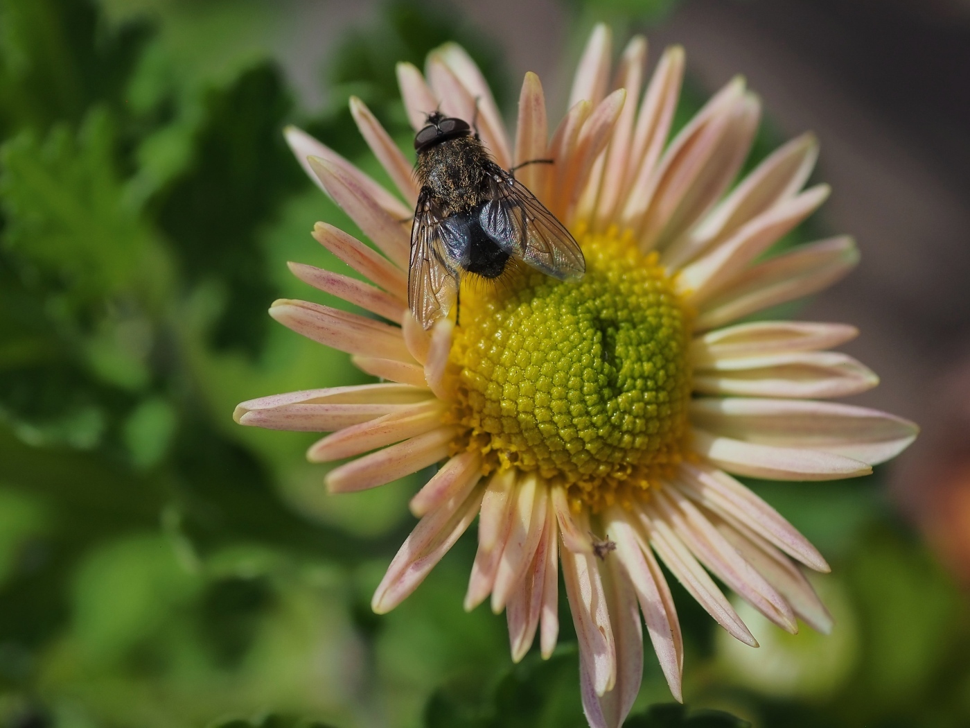 Черная муха сидит на цветке астры