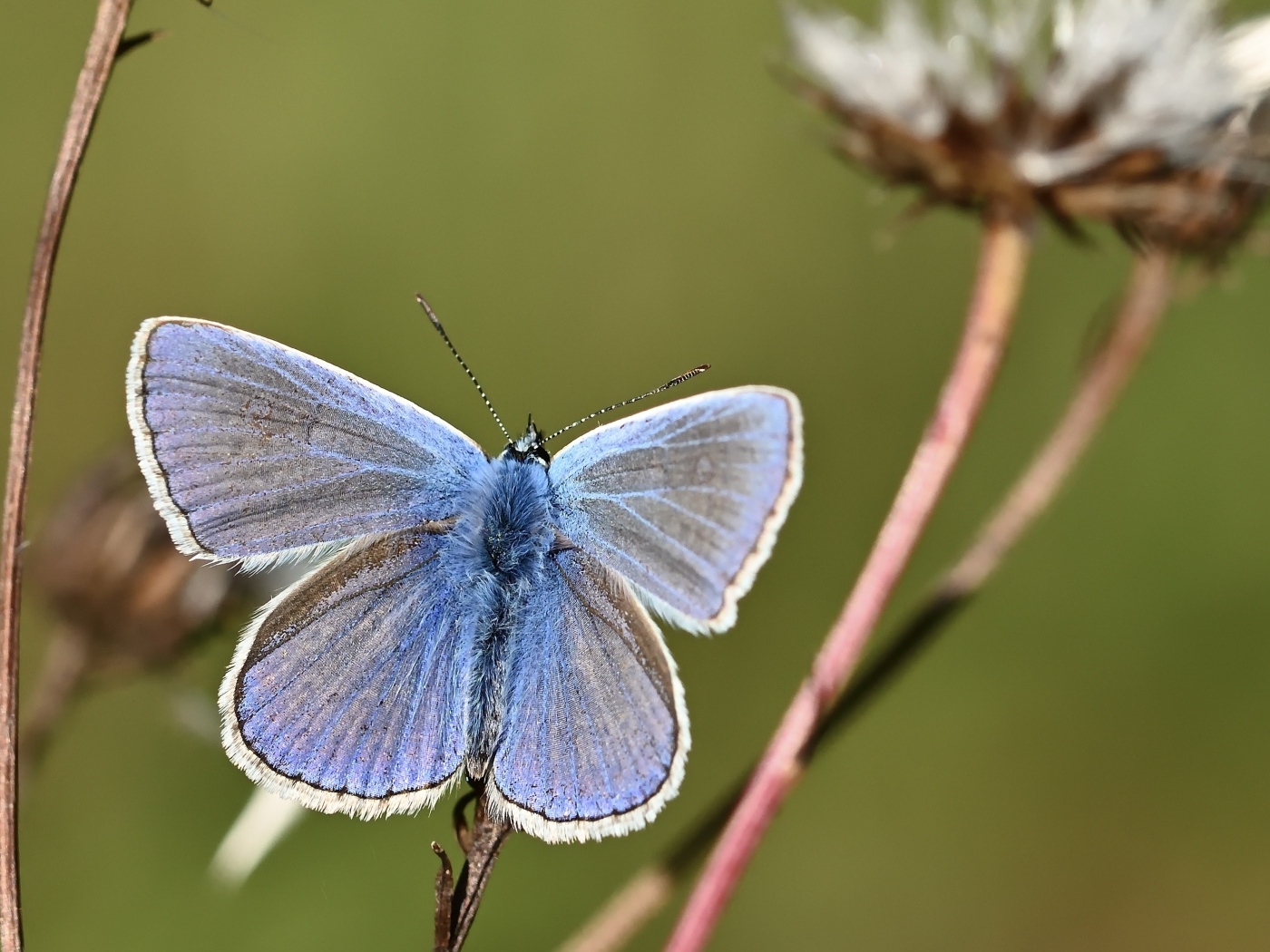 Голубая бабочка сидит на сухой траве