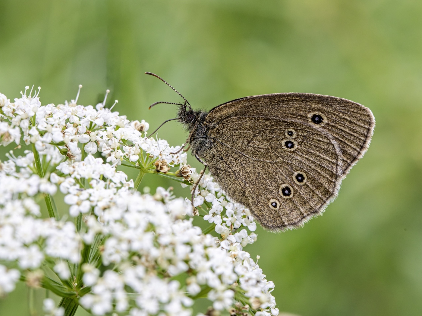 Коричневая бабочка на белом цветке крупным планом