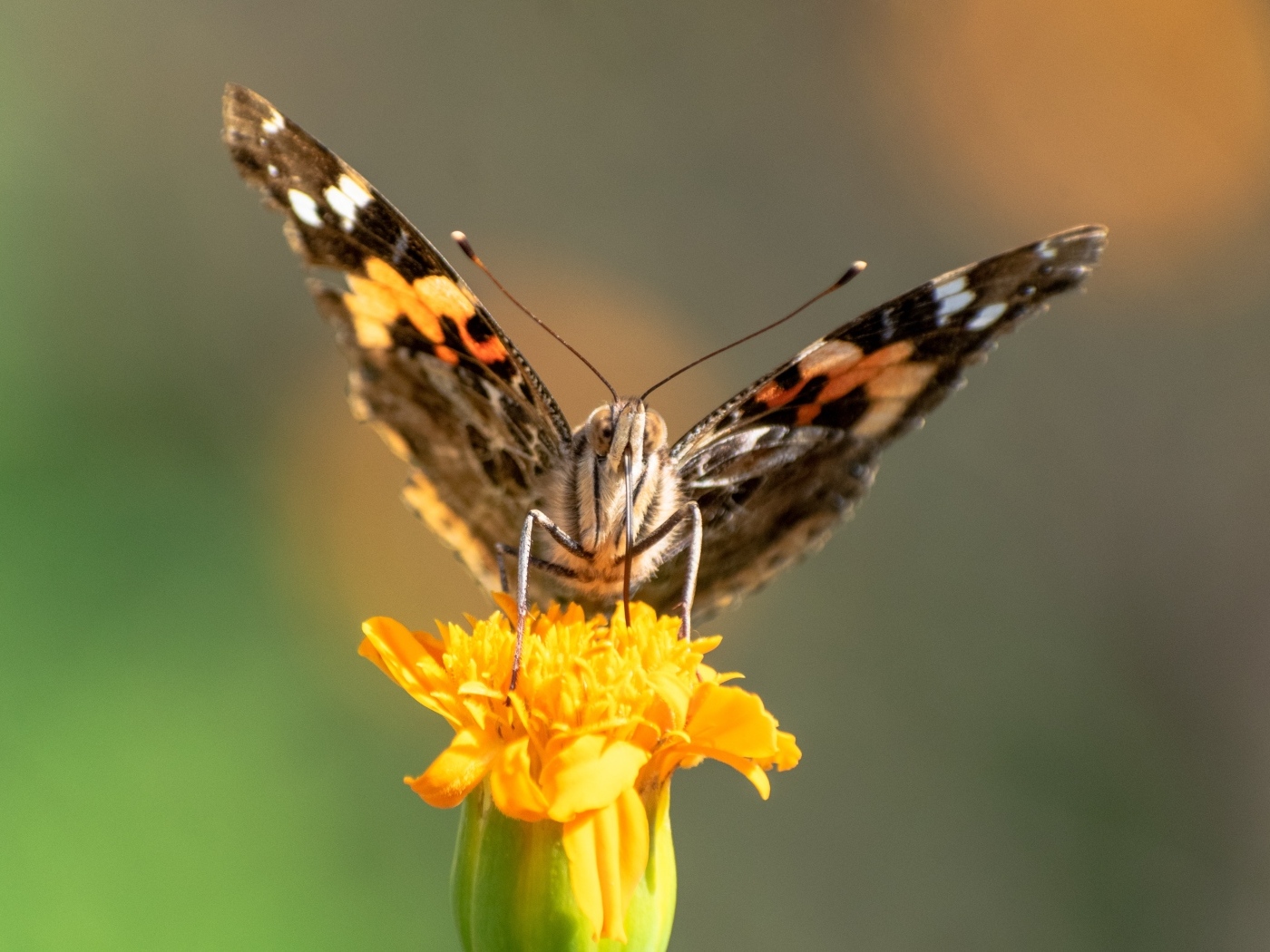 Коричневая бабочка сидит на цветке бархатца