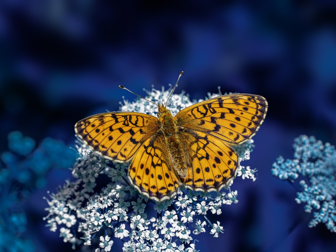 Коричневая бабочка сидит на белом цветке