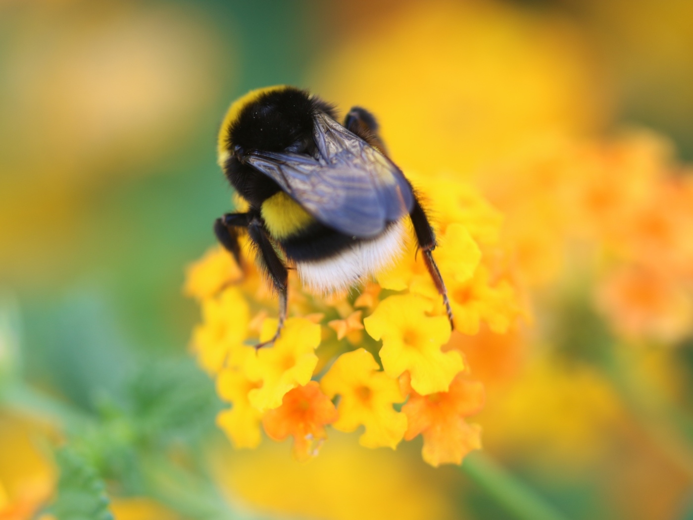 Шмель сидит на оранжевом цветке