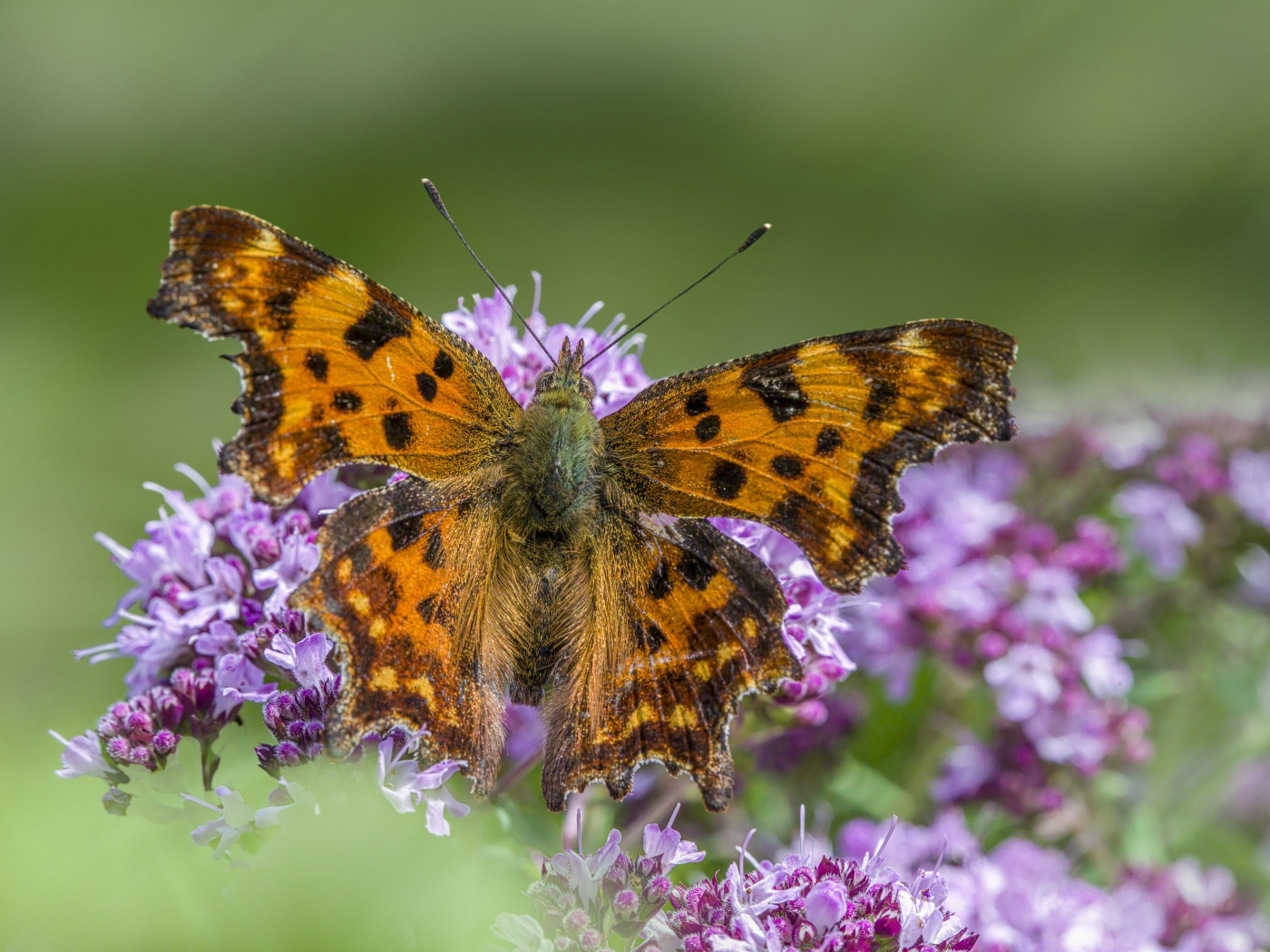 Большая коричневая бабочка на розовом цветке