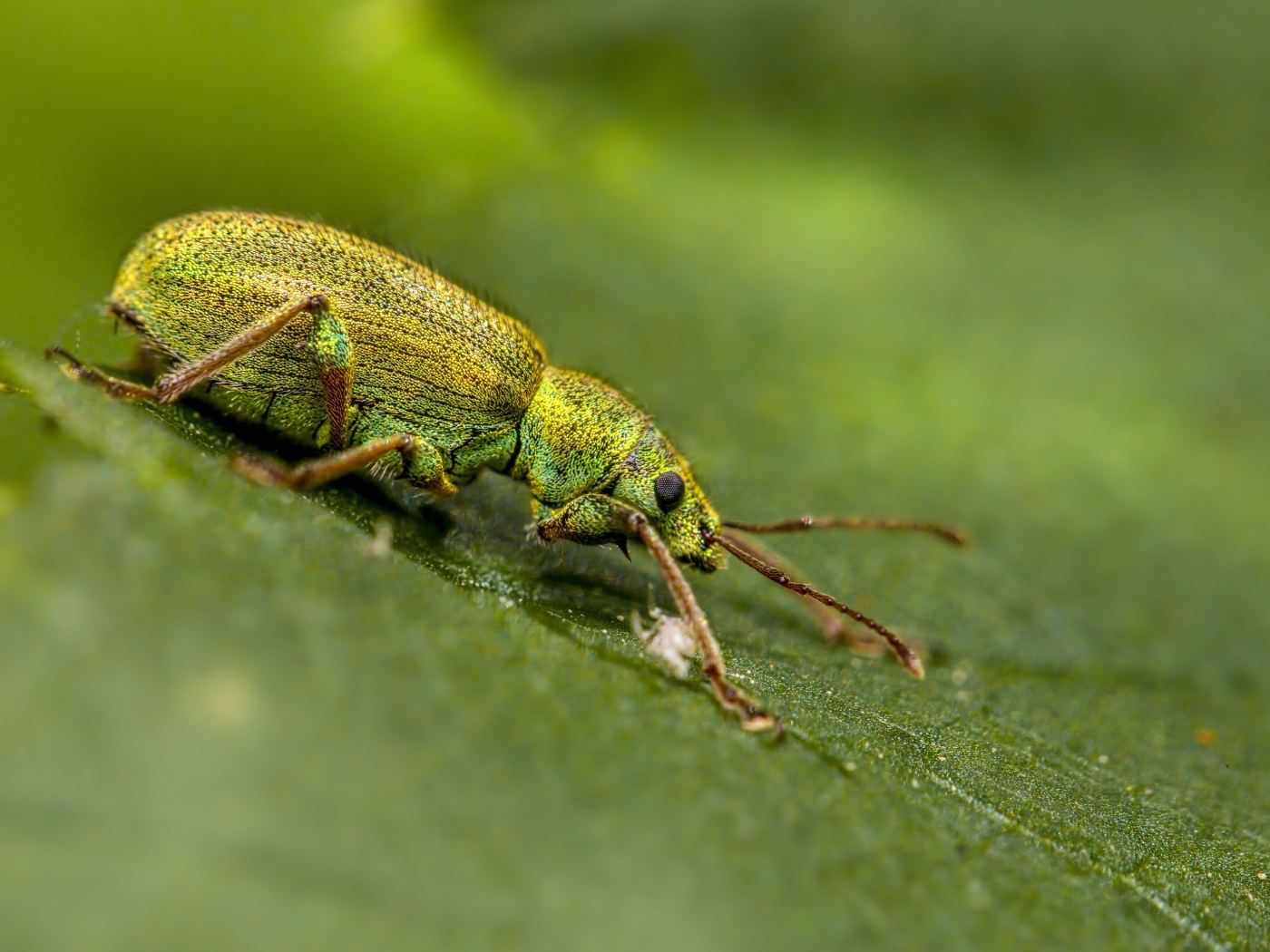 Большой зеленый жук на листке крупным планом