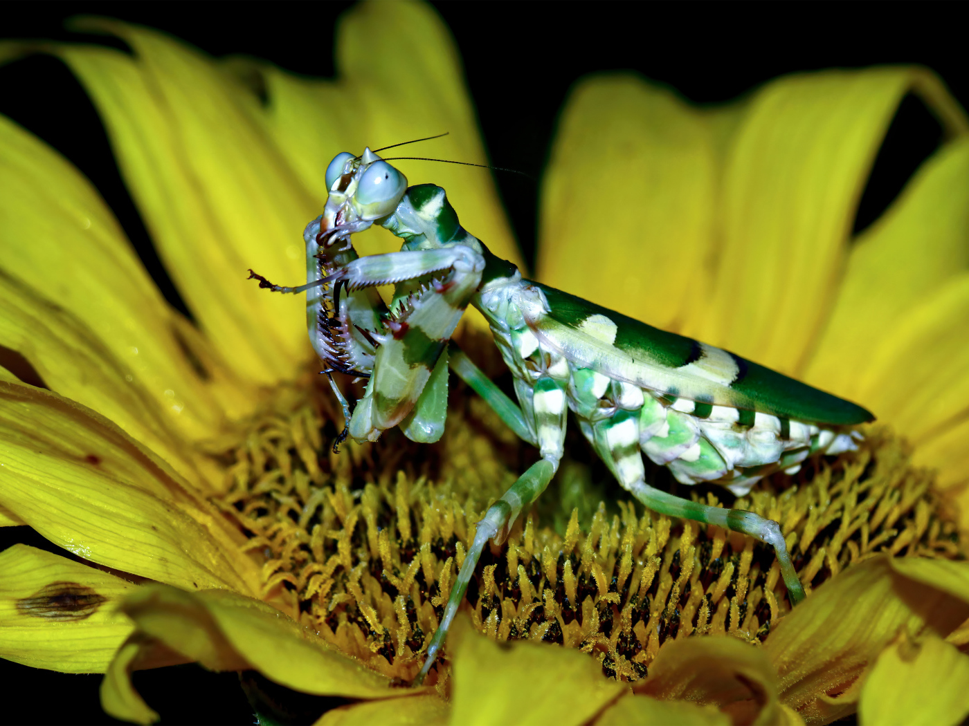 Большой зеленый богомол на желтом цветке подсолнуха