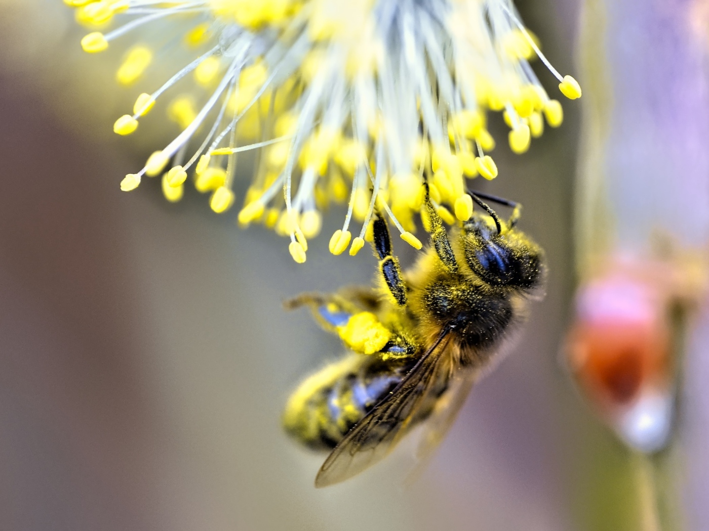 Маленькая пчела собирает пыльцу на цветке
