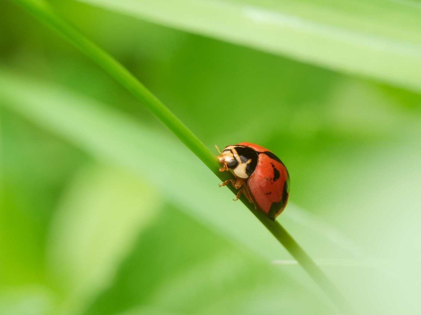 Красная божья коровка на зеленой траве