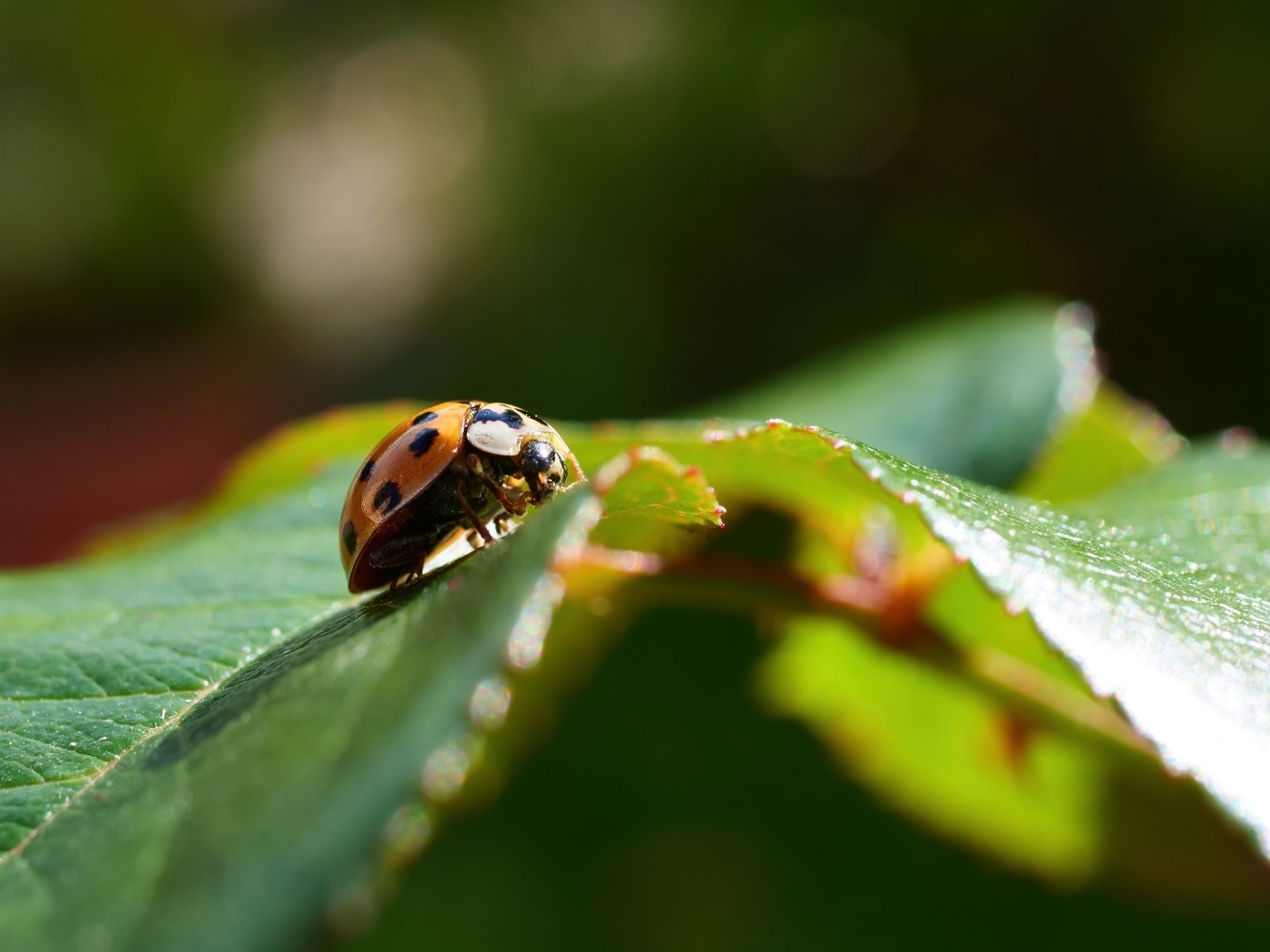 Пятнистая красная божья коровка на зеленом листке