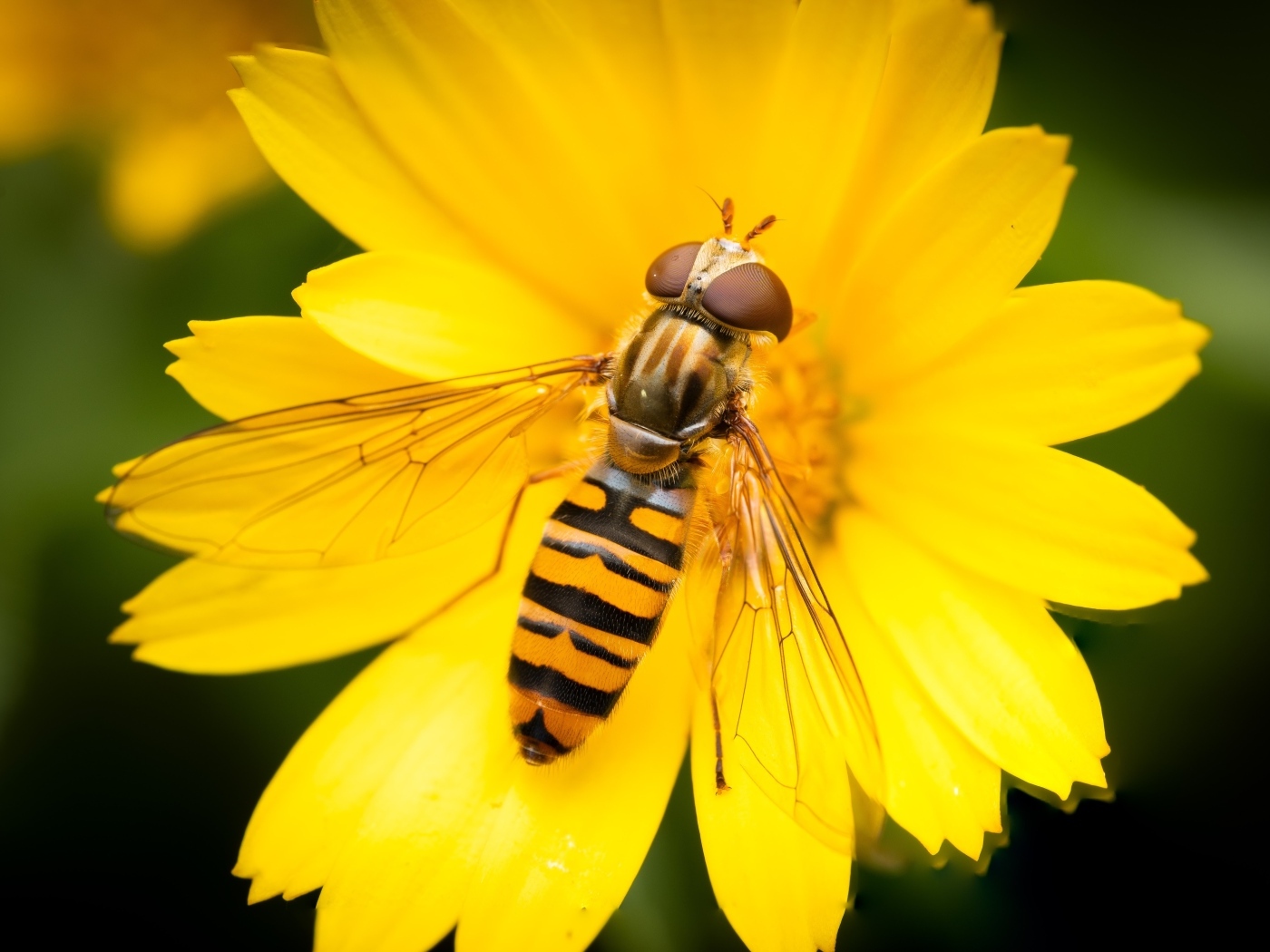 Жужжалка сидит на желтом цветке
