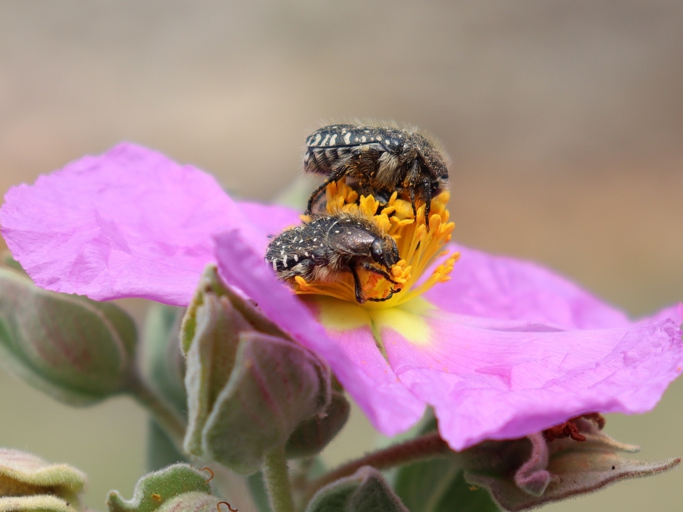 Два черных жука на розовом цветке