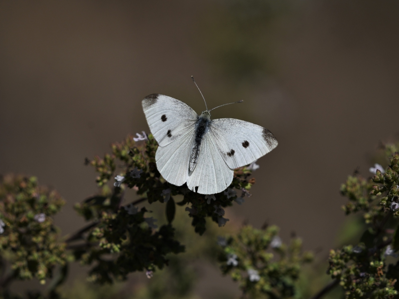 Белая бабочка капустница сидит на растении