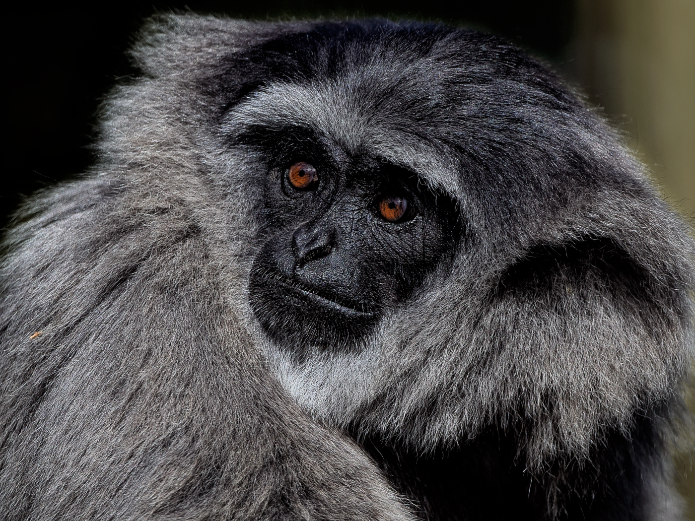 Большой серебристый гиббон крупным планом